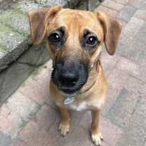 Thumbnail photo of Allie #3