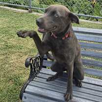 Thumbnail photo of Ginger #2