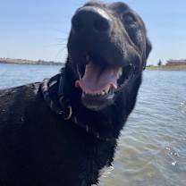 Thumbnail photo of Shadow #2