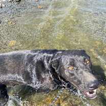 Thumbnail photo of Shadow #4