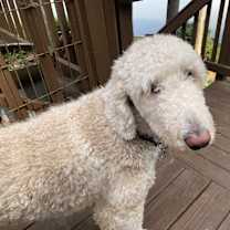 Thumbnail photo of MILO #4