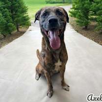 Thumbnail photo of Axel #1