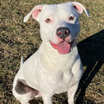 Thumbnail photo of Dozer #1