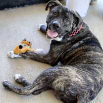 Thumbnail photo of Bruno #2