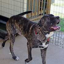 Thumbnail photo of Bruno #4