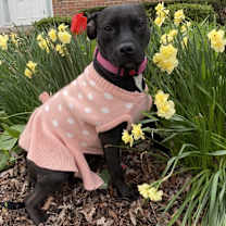 Thumbnail photo of Ziggy #1