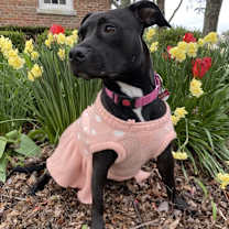 Thumbnail photo of Ziggy #2