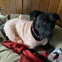 Thumbnail photo of Ziggy #4