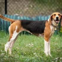 Thumbnail photo of Annie #1