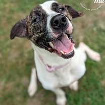 Thumbnail photo of Lily #2