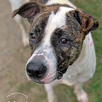 Thumbnail photo of Lily #4