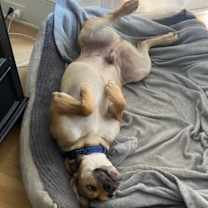 Thumbnail photo of Guinness #4