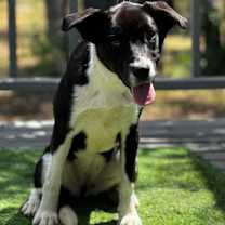 Thumbnail photo of Gracie #2