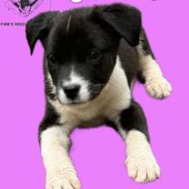 Thumbnail photo of Gracie #3