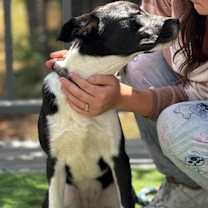 Thumbnail photo of Gracie #4
