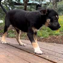 Thumbnail photo of Lila #3