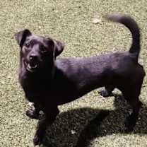 Thumbnail photo of Dexter #3