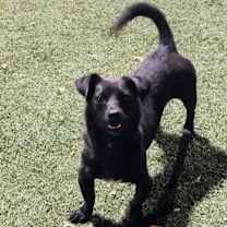 Thumbnail photo of Dexter #4