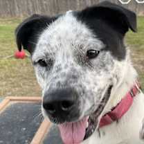 Thumbnail photo of Pete #2