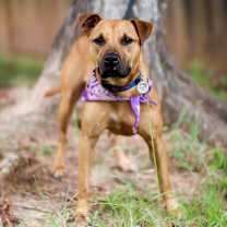 Thumbnail photo of Scooby Doo #1