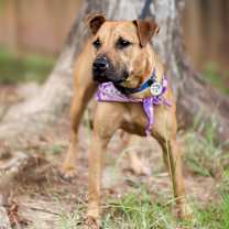 Thumbnail photo of Scooby Doo #2