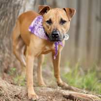 Thumbnail photo of Scooby Doo #4