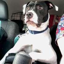Thumbnail photo of Alfie #1