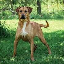 Thumbnail photo of Koda #3