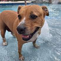 Thumbnail photo of GINGER #1