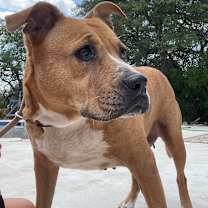 Thumbnail photo of GINGER #4
