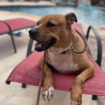 Thumbnail photo of GINGER #3