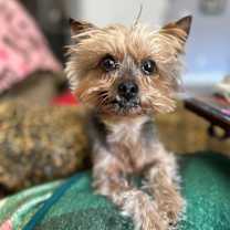 Thumbnail photo of Harper #3