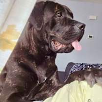 Thumbnail photo of Luna - *CRITICAL IN DANGER* NEEDS IMMED FOSTER #4