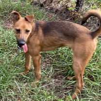 Thumbnail photo of Brownie #4