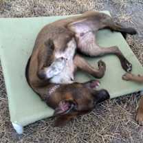 Thumbnail photo of Buddy #2