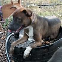 Thumbnail photo of Buddy #3