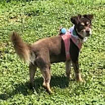 Thumbnail photo of Bree (NJ)-PLAYFUL #1