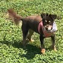Thumbnail photo of Bree (NJ)-PLAYFUL #3