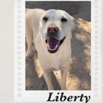 Thumbnail photo of Liberty #2
