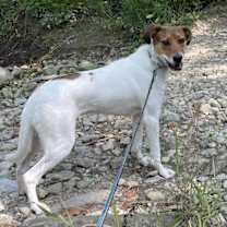 Thumbnail photo of Archie #2