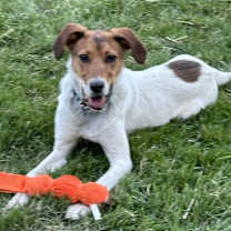 Thumbnail photo of Archie #4