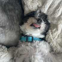 Thumbnail photo of Nico #1