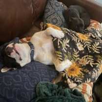 Thumbnail photo of Alfie #4