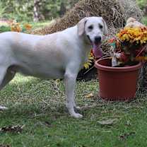 Thumbnail photo of Aspen #2