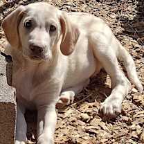 Thumbnail photo of Aspen #3