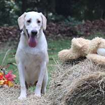 Thumbnail photo of Aspen #1