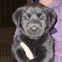 Thumbnail photo of Speck #3