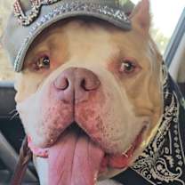 Thumbnail photo of Boaris #americanbully #chill #1