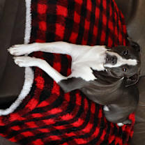 Thumbnail photo of Punky Brewster #2