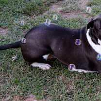 Thumbnail photo of Punky Brewster #3